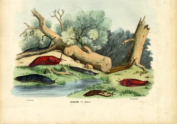 Limax-Schnecke, 1863-79